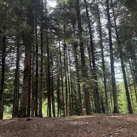 Malga Filippi 1241 Polino