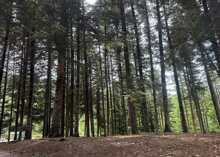 Malga Filippi 1241 Polino